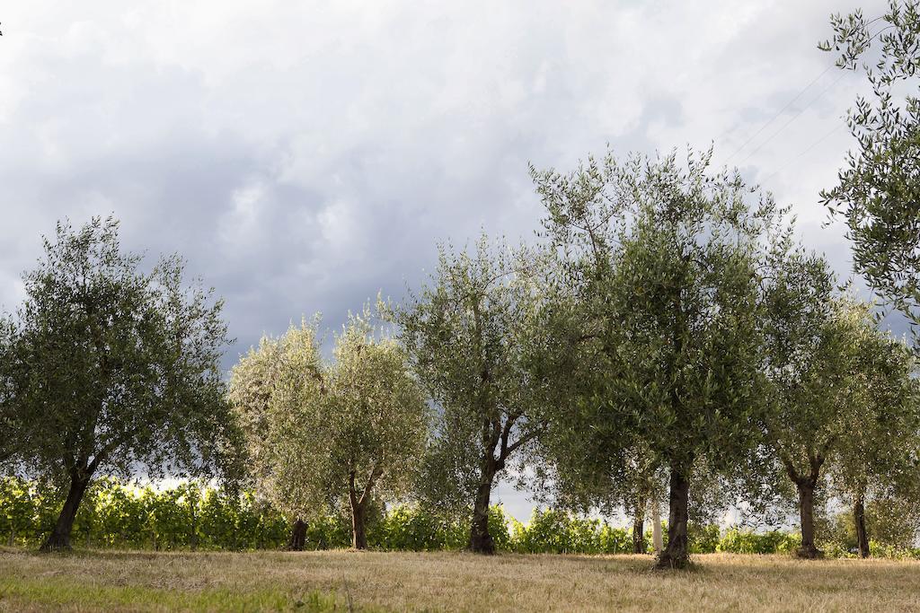 Tenuta San Filippo Villa Montalcino Dış mekan fotoğraf